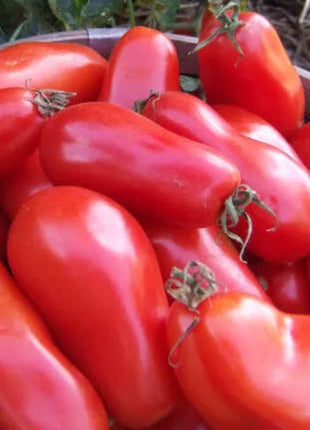 Non Gmo Tomato Red Banana Seeds