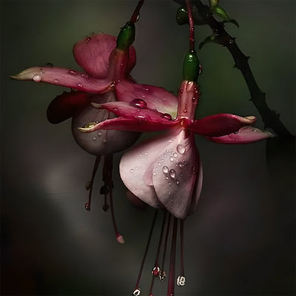 🌺Lantern Flower