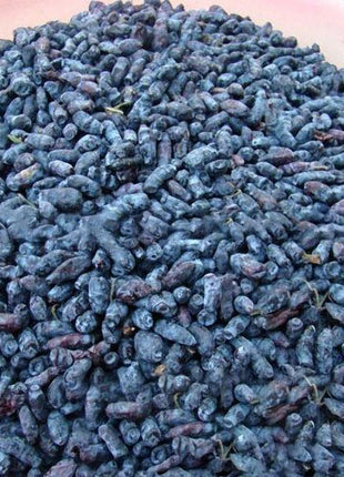 Egrow 50Pcs,100Pcs/Pack Lonicera Caerulea Fruit Seeds Home Garden Plants Honeyberry Blueberry Seeds