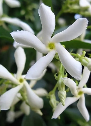 Mixed Climbing Flower Seeds -Over 30 kinds mixed