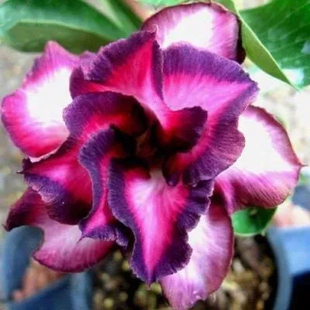 2 Pcs Rainbow Desert Rose Seeds