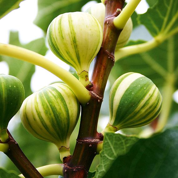 Rainbow Fig Seeds