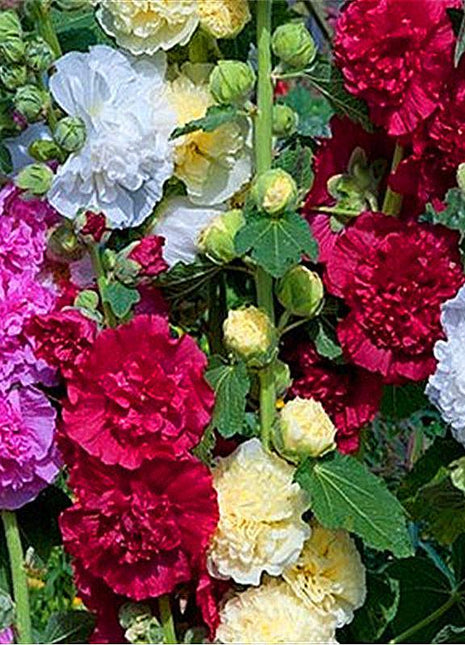 200Pcs Rainbow Hollyhock Seeds – Mixed Colors, Tall and Elegant Blooms for Garden Walls and Vertical Displays
