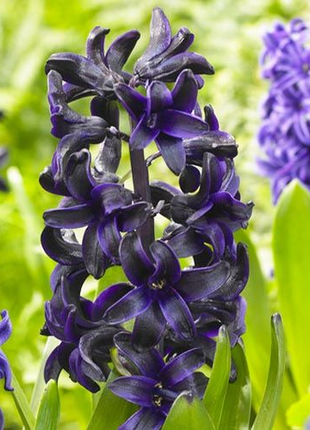 Hyacinth Dark Dimension
