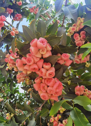 Pink Lotus Mist Seeds
