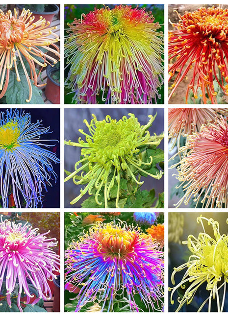 Rare Golden Chrysanthemum Seeds-Longevity Flower💞