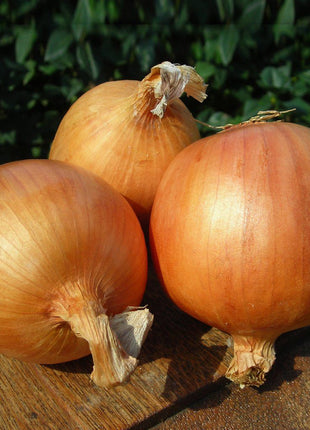 Onion Talon F1 Organic