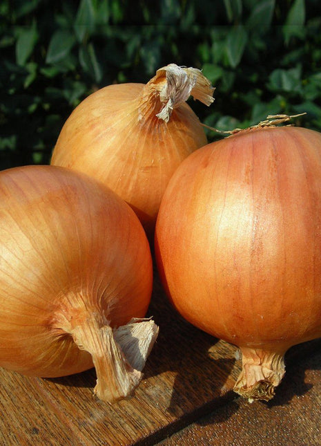 Onion Talon F1 Organic