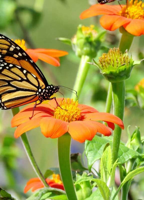 Monarch Butterfly Wildflower Seed Mix