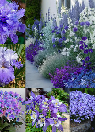 💜Blue Purple Mixed Flower Seeds
