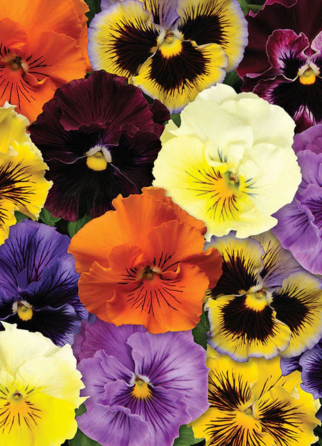 Pansy Seeds - Frizzle Sizzle Mix