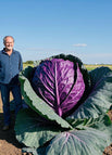 Cabbage / 100 seeds