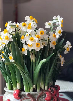 Daffodil Bulbs - All Star Mix