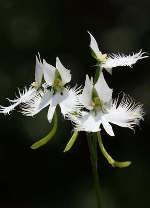Habenaria radiata