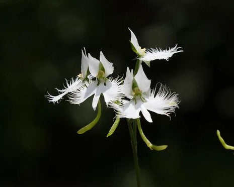 Habenaria radiata