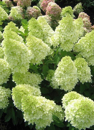 50/100Pcs Hydrangea Flowers Seeds Mixed Color Plants Home Garden Flower Seeds
