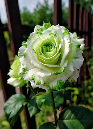 🤍Rare White and Green Twin Roses💚