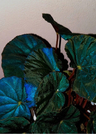 Peacock Begonia - blue begonia