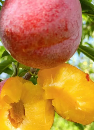 Dahongpao Plum Seeds