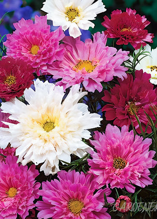 🌸Double Cosmos Seeds-Flower of Happiness