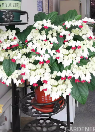 🌼Bleeding Heart Vine Pot Seeds