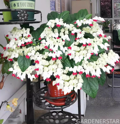 🌼Bleeding Heart Vine Pot Seeds