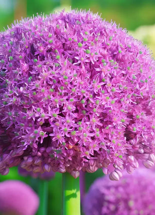 Giant Allium Giganteum Ornamental Onion Flower