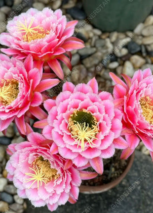 Prickly Pear🌺Flowering Varieties