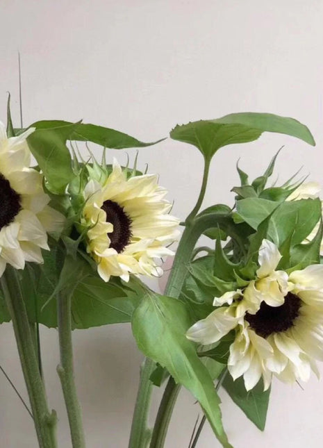 50 Seeds White sunflower with black core