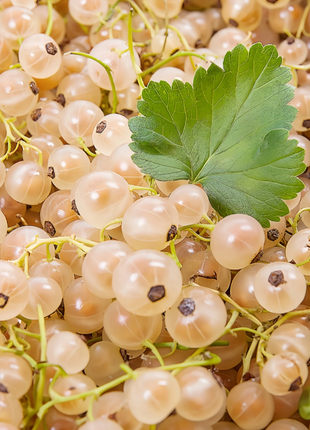 Multicolor Gooseberry Seeds