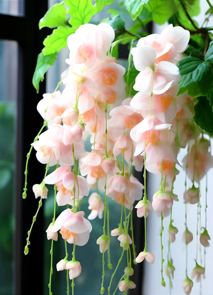 Weeping Begonia (Begonia pendula)