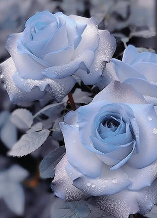 Rare Blue Chill Rose Seeds