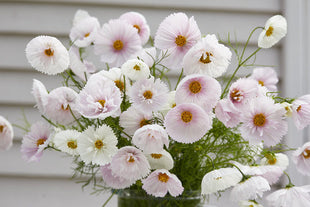 COSMOS CUPCAKE BLUSH FLOWER SEEDS