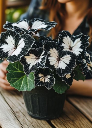 Black and White Butterfly Begonia🦋