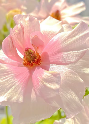 Rare Varieties Butterfly Ranunculus Asiaticus Flower Seeds