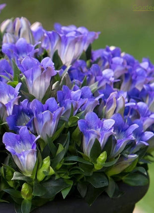 💙Plateau Elf Gentiana - Heart Of The Ocean💦