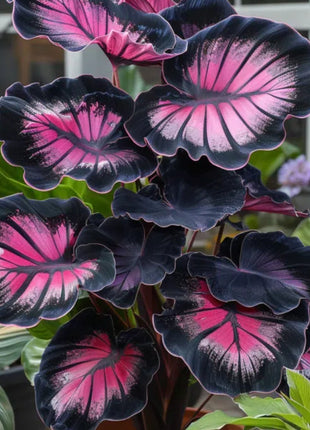 Spectra Leaf Calathea
