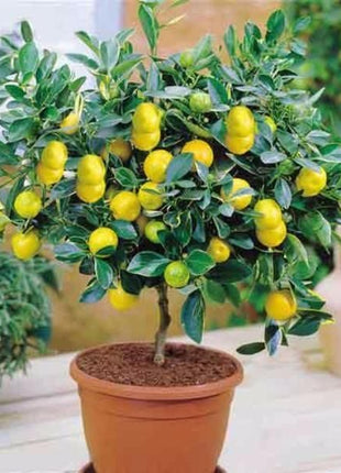 High Survival Rate Lemon Tree Seeds