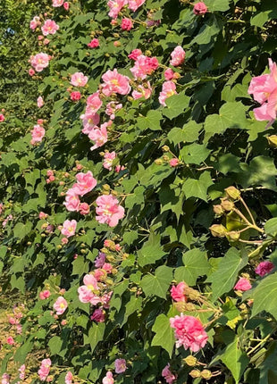 🌸Drunken Hibiscus - Changes Color Three Times a Day