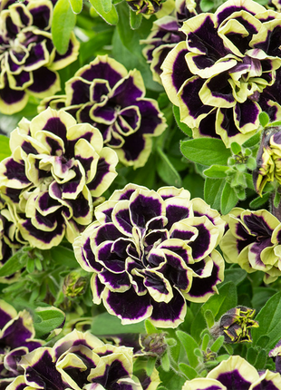 Petunia, Midnight Gold
