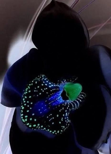 Egrow 50 PCS Rare Black Orchid Flower Seeds Exotic Orchid Home Garden Bonsai Planting Seeds