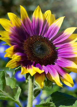 Purple Heart Sunflower Seeds