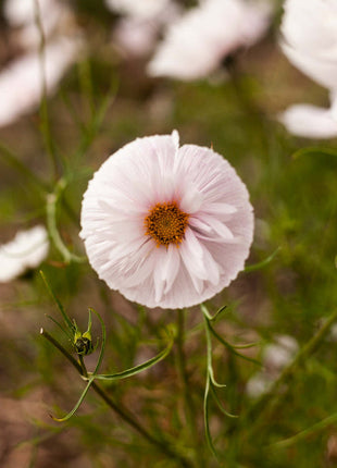 COSMOS CUPCAKE BLUSH FLOWER SEEDS