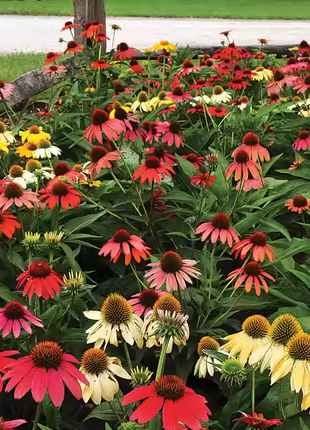 Purple Coneflower Seeds Echinacea Purpurea Seeds
