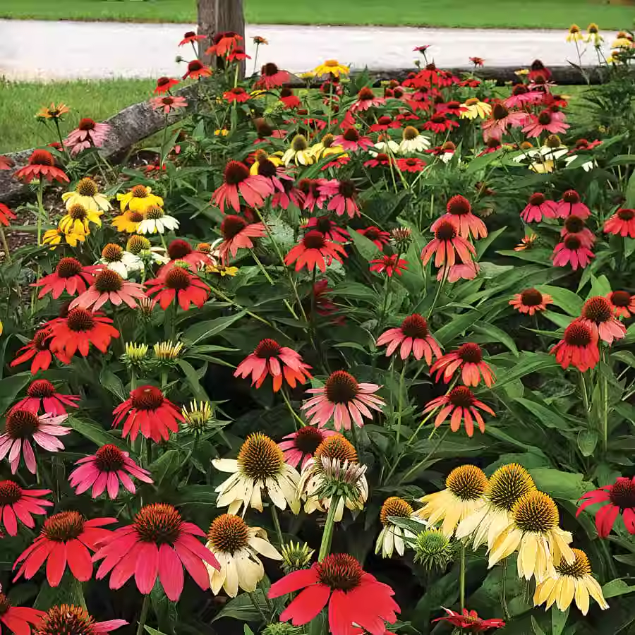 Purple Coneflower Seeds Echinacea Purpurea Seeds