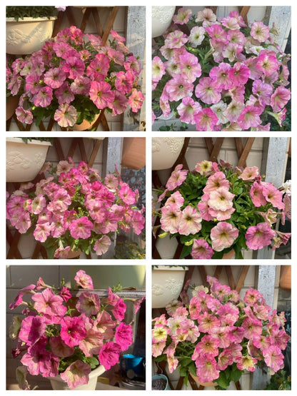 🌸The Latest Petunia Varieties In 2024