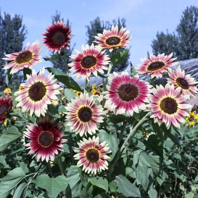 🌺Last Day Sale--60% Off💐 Sunflower Seeds🌻Sunshine