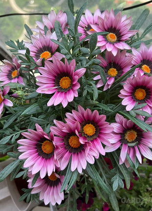 Medal Chrysanthemum Seeds - Flower of Glory