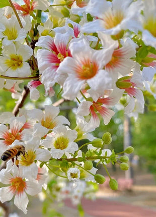 Xanthoceras Sorbifolia, Raintree Flower Seeds