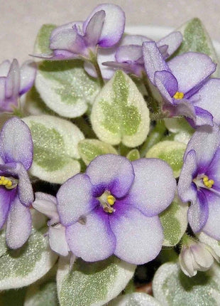 Mixed Miniature Variegated African Violet Seeds